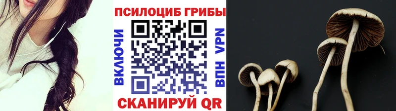 Купить  Торжок  Псилоцибиновые грибы MAGIC MUSHROOMS 